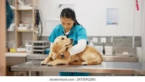 Servicios