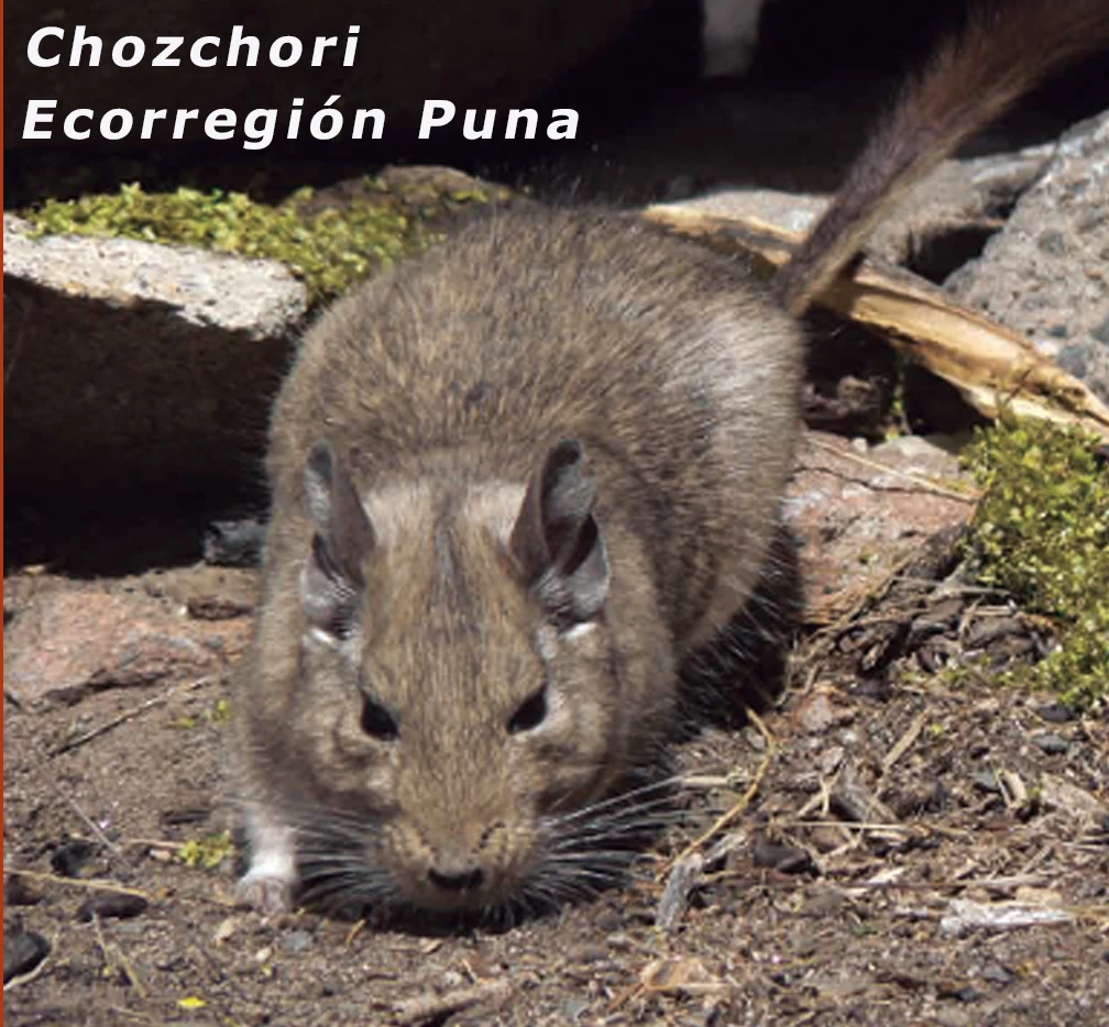 Chucao - Bosques Patagónicos