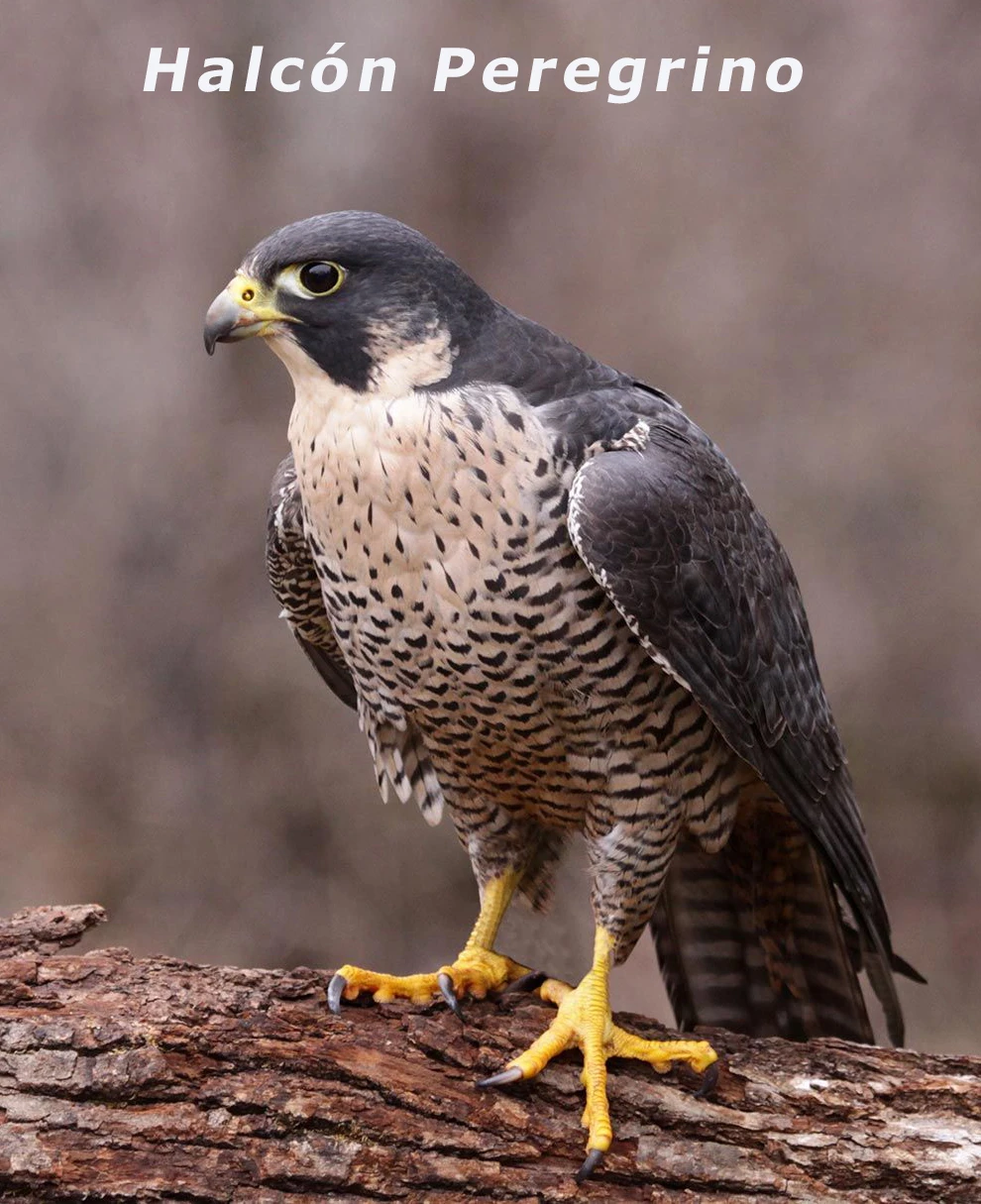 Halcón Peregrino