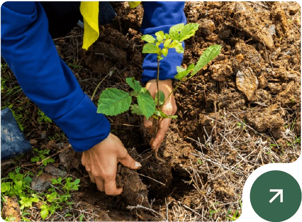 Servicio de forestación