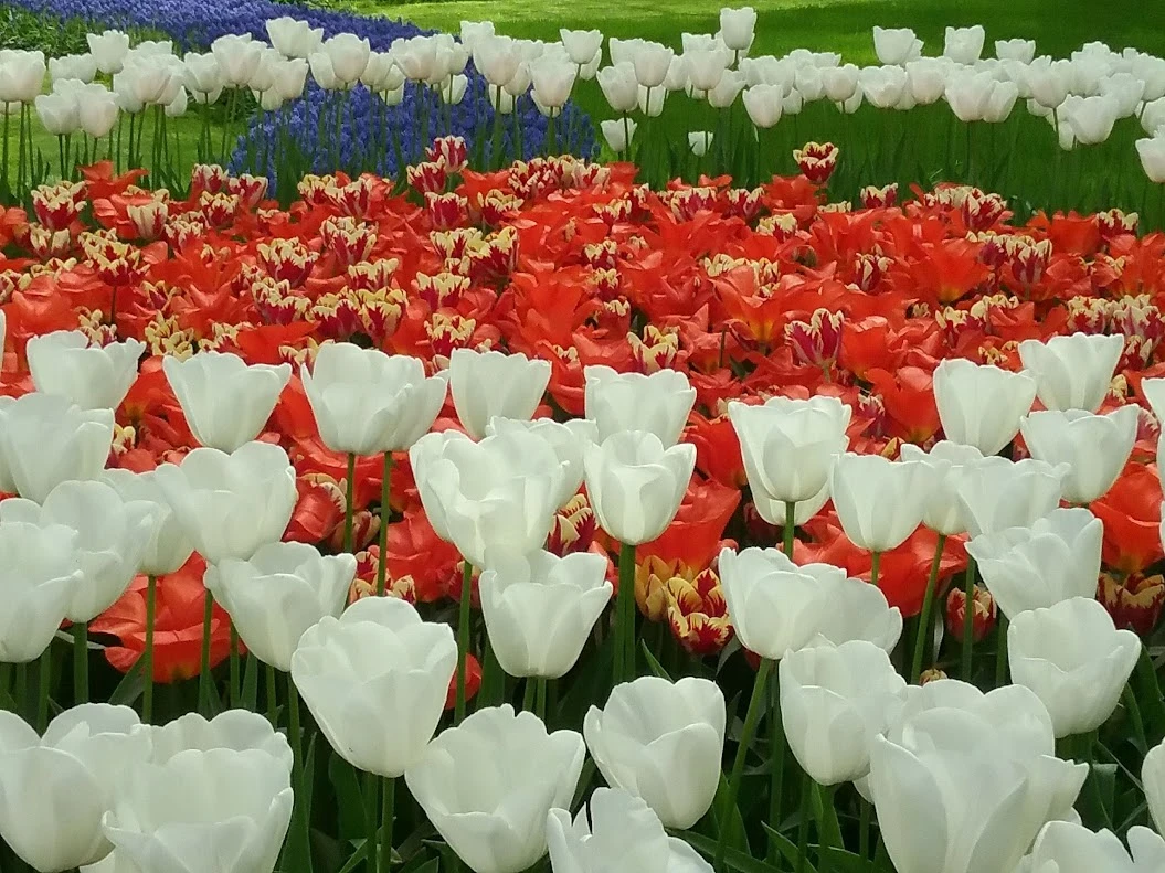 Los tulipanes en Holanda