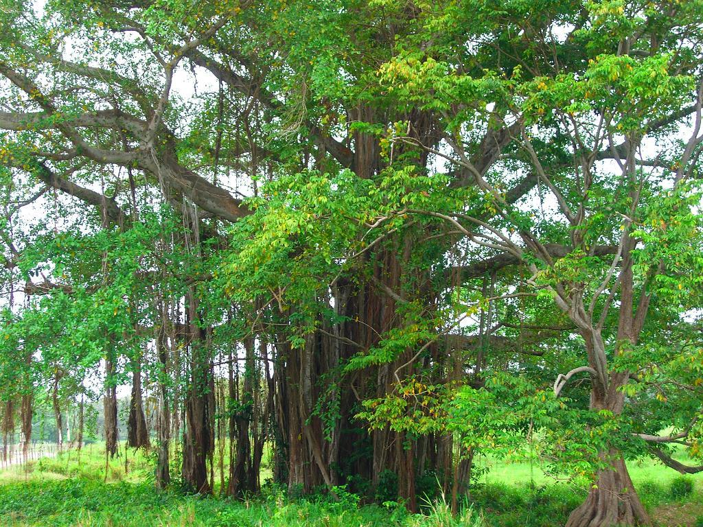 Floresta de Buritaca