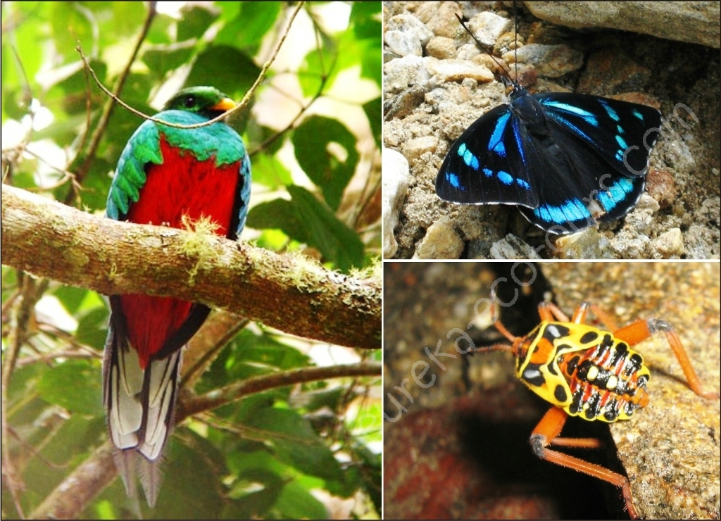 Fauna