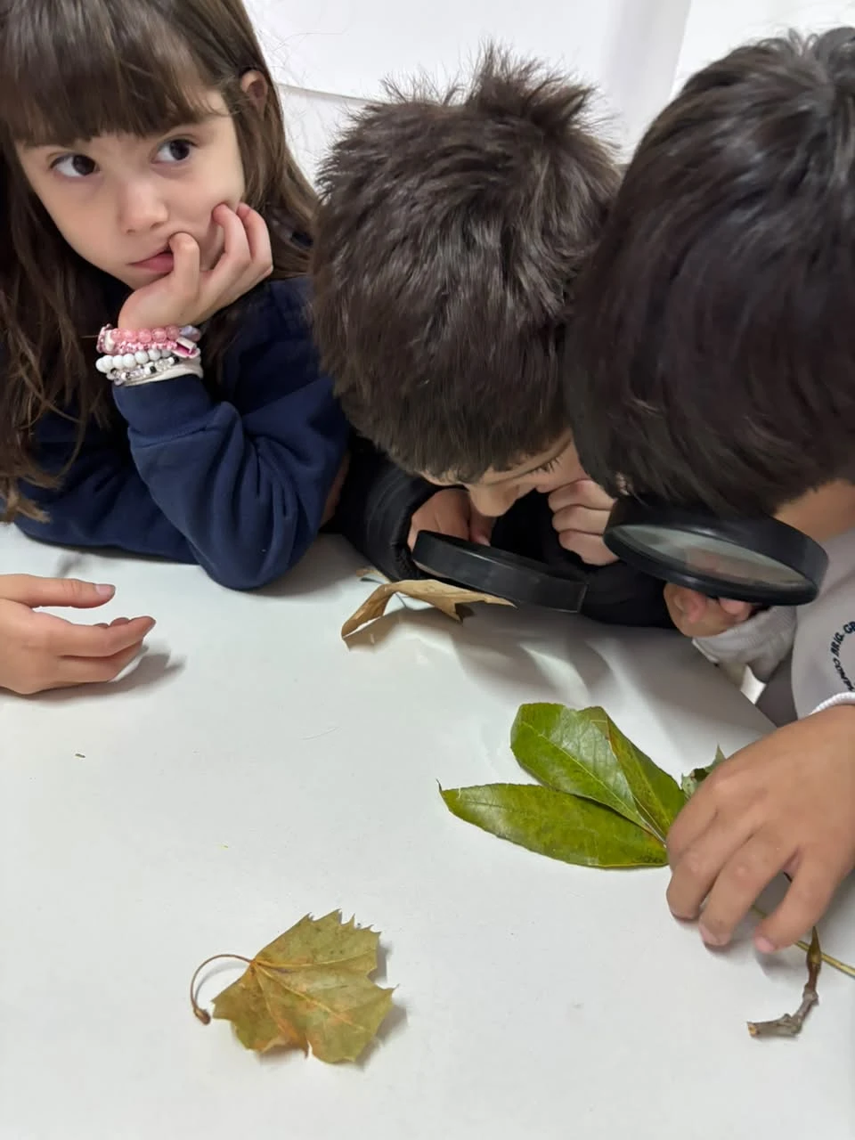 28-2DOENELLABORATORIOTT-2026.webp