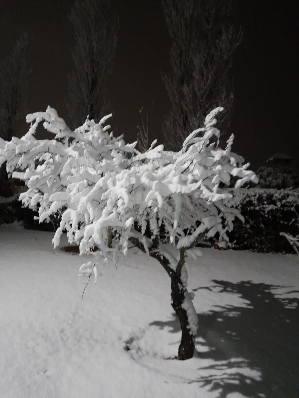 ARBOL