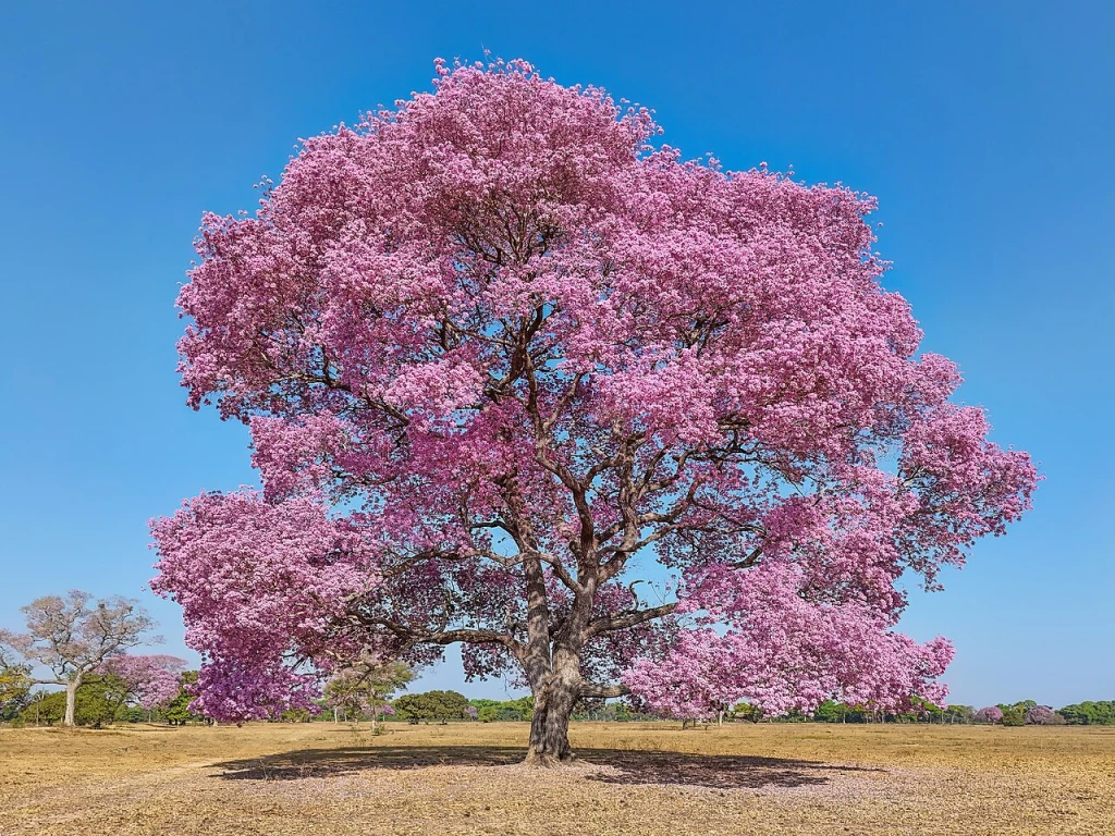 Lapacho rosado en flor
