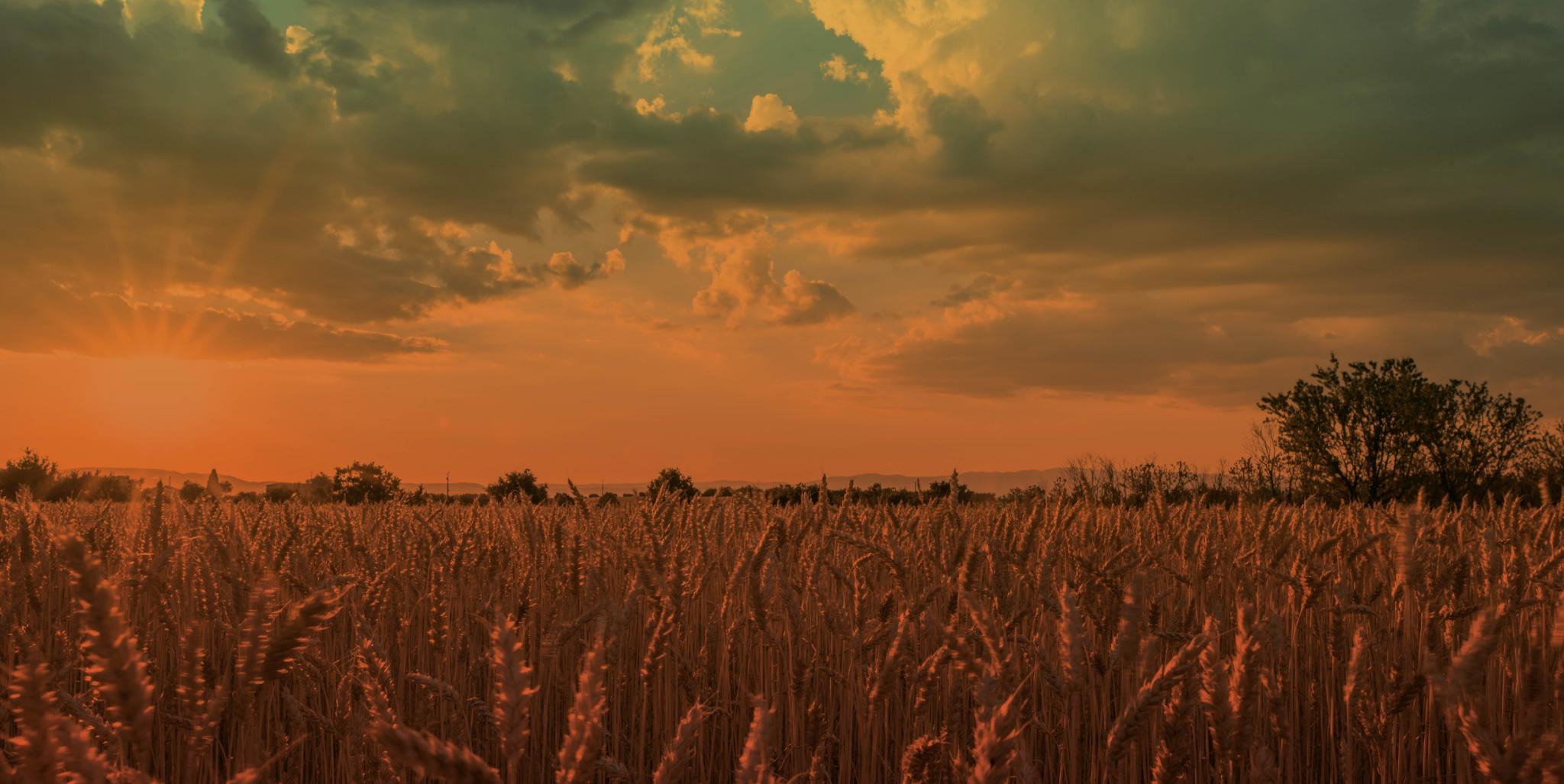 Integral: productor de Marketing Agroindustrial