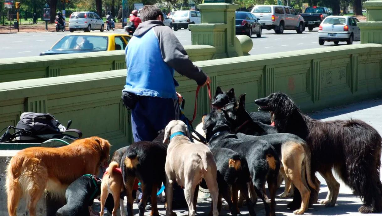 Mascotas en tiempos de crisis: cuánto cuesta mantener un perro en la Ciudad de Buenos Aires