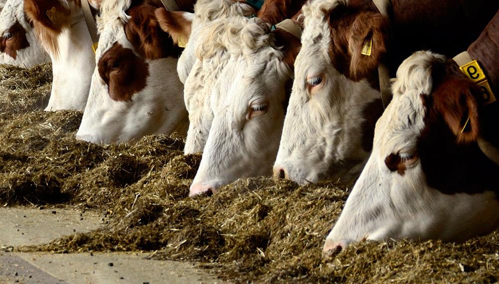 Presentan un programa de comercio exterior para aumentar 50% las exportaciones de nutrición animal