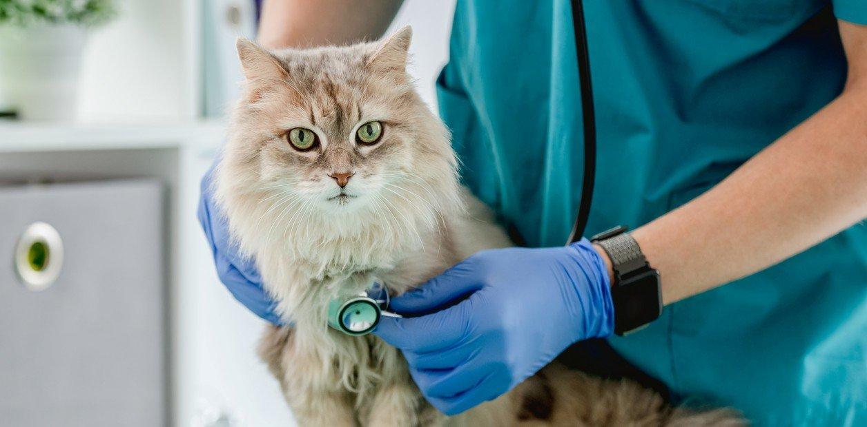 Los 3 hábitos que lograron duplicar la vida de los gatos