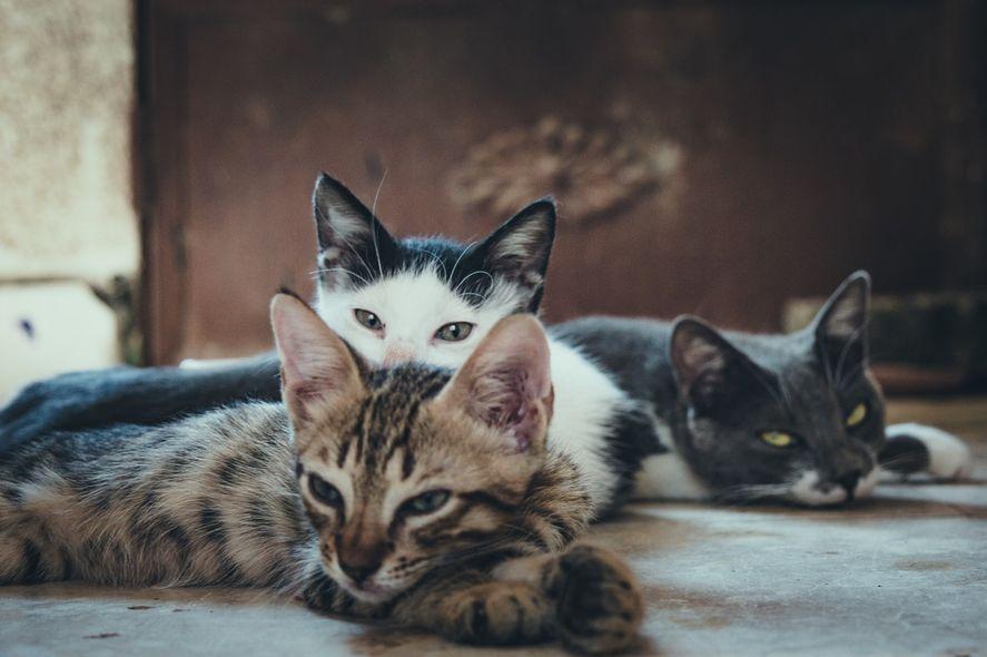 Dieta BARF: por qué Instagram se llenó de perros y gatos que devoran huesos carnosos