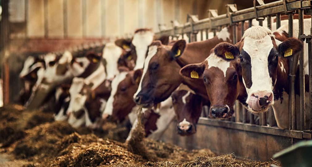El Campus de la Cámara Argentina de Empresas de Nutrición Animal da inicio al ciclo 2022
