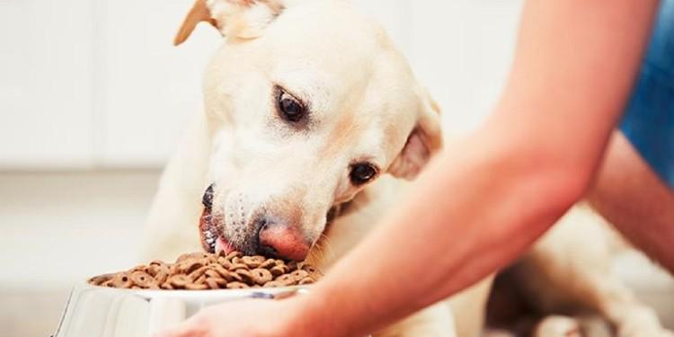 Una buena alimentación puede alargar la vida de los perros