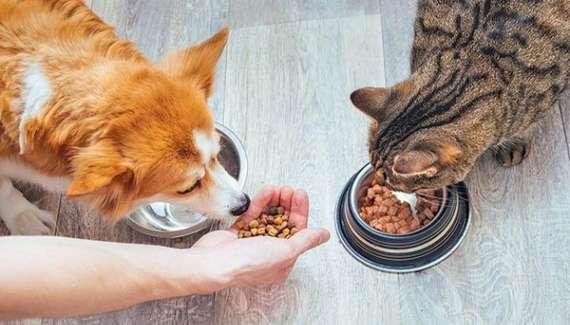El boom de los gatos urbanos: Alican apuesta US$60 millones para liderar el mercado