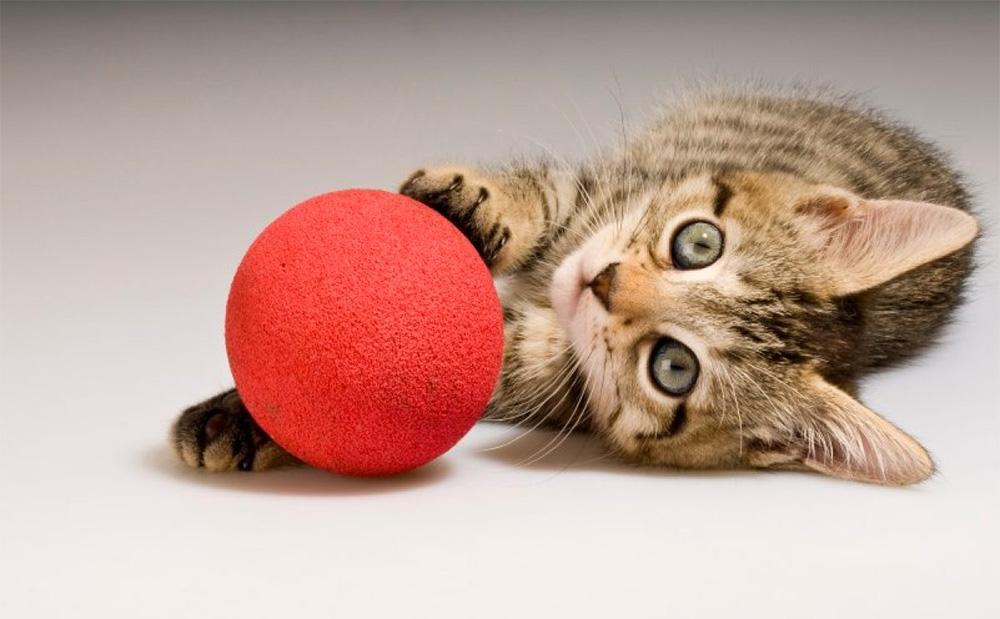 Los gatos ganan terreno en la pelea contra los perros: quién se quedará con el negocio millonario de las mascotas