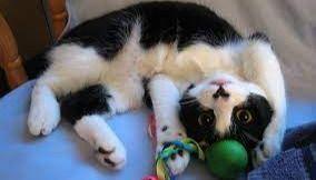 Semana del Gato: una particular iniciativa agasaja a una mascota que sorprende por su crecimiento poblacional