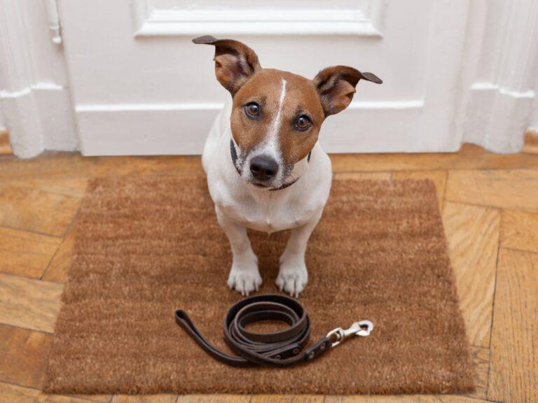 02 de junio – Día del Perro: Que implica la tenencia responsable y como fomentarla