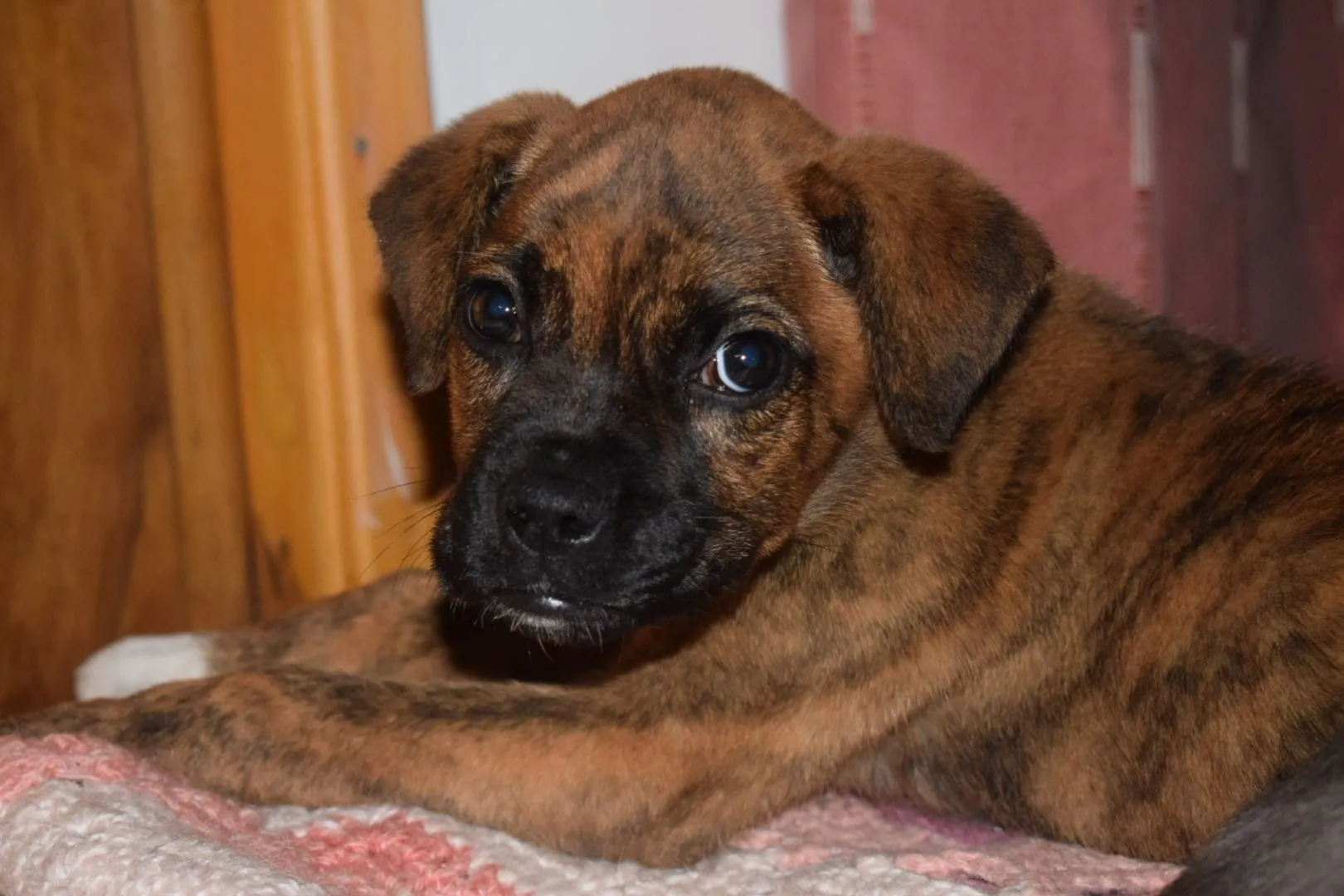 02 de junio Día del Perro: Qué implica la tenencia responsable y cómo fomentarla
