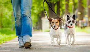 2 de junio, Día del Perro: Qué implica la tenencia responsable y como fomentarla