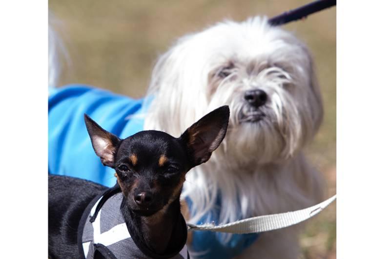Semana del Animal, la iniciativa que incluye distintas propuestas informativas