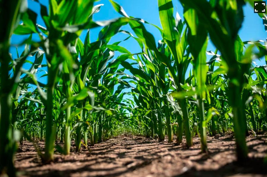 La nutrición animal como eje de la eficiencia y la sustentabilidad del agro argentino