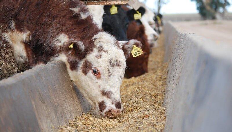 El sector de nutrición animal “toma positivamente” la baja de retenciones y pide que la medida sea permanente