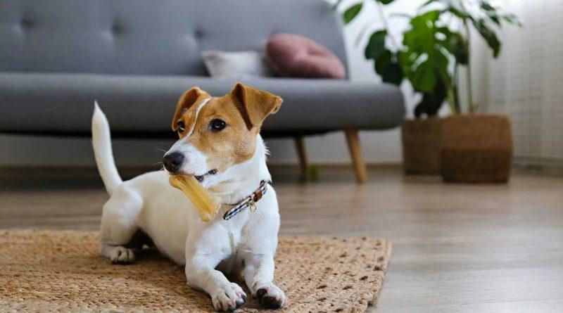 La correcta alimentación puede aumentar la expectativa de vida de los perros