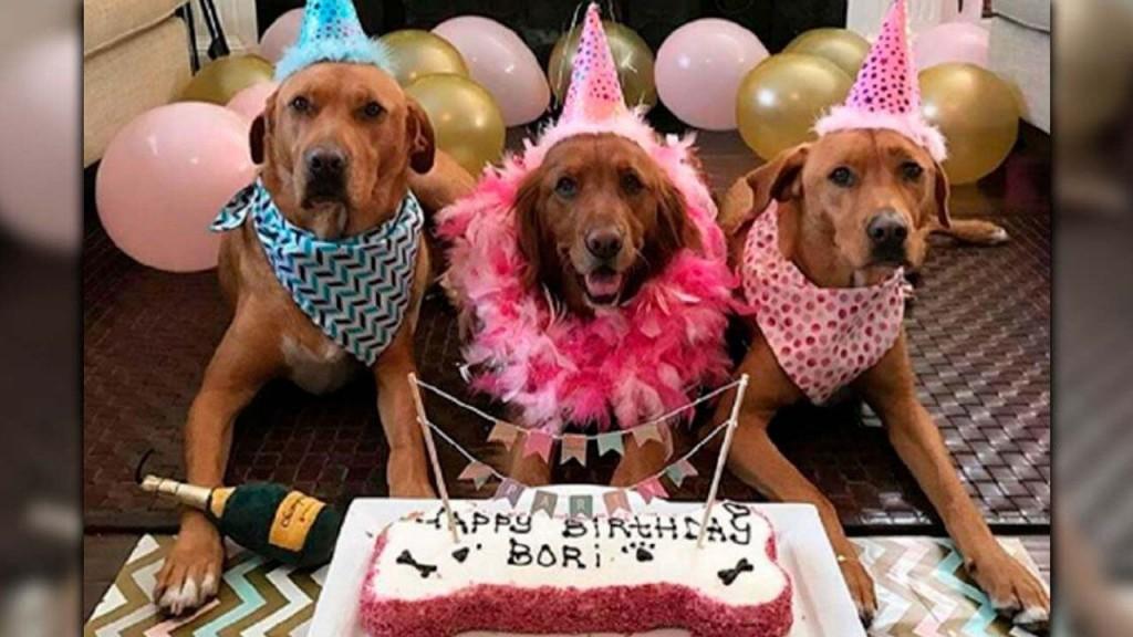 HUMANIZACIÓN DE LAS MASCOTAS, ¿CUÁLES SON SUS CONSECUENCIAS?
