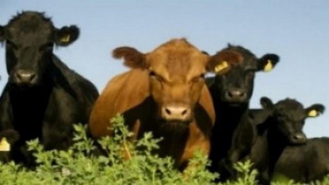 Reducción temporaria a 0% de las retenciones: repercusiones en el campo