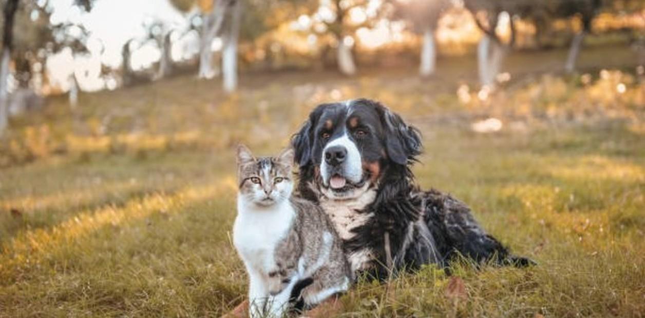 El aporte de los animales a la salud física y mental de las personas
