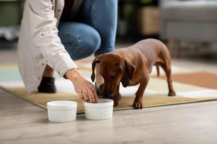 La correcta alimentación puede aumentar la longevidad de los perros