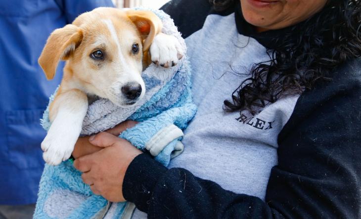 Bienestar animal: veterinarios recalcaron la importancia de la nutrición en su calidad de vida