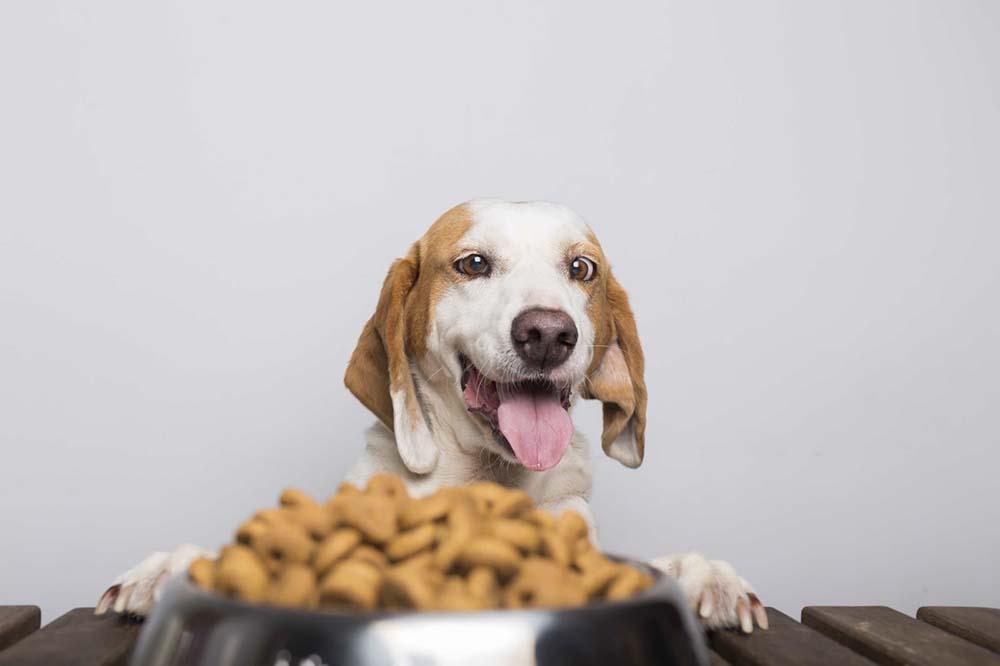 La correcta alimentación puede aumentar la expectativa de vida de los perros