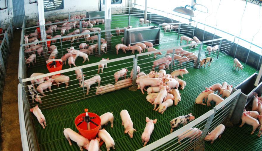 Ravazzano: “El productor porcino compite con carne importada con ractopamina”