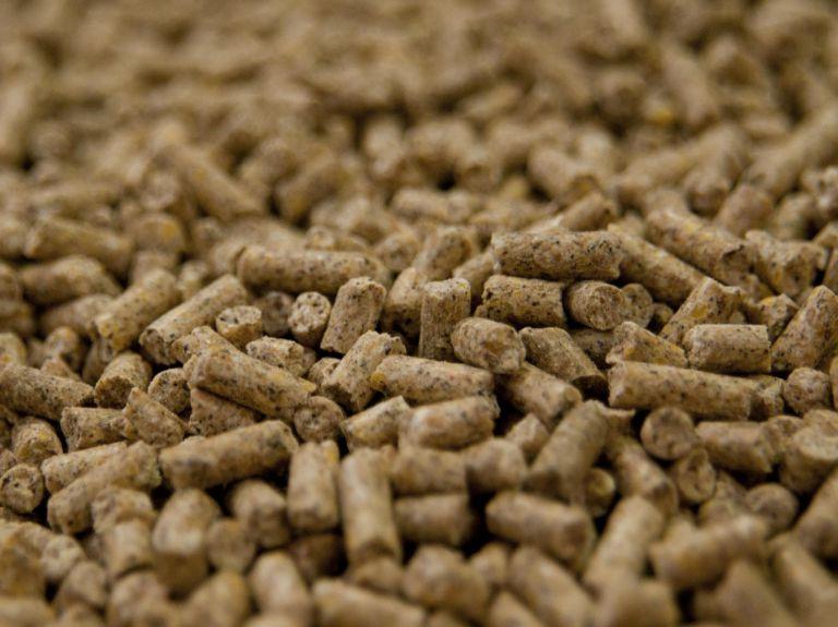 CEA 2024: un nuevo estándar para medir la nutrición animal en Argentina