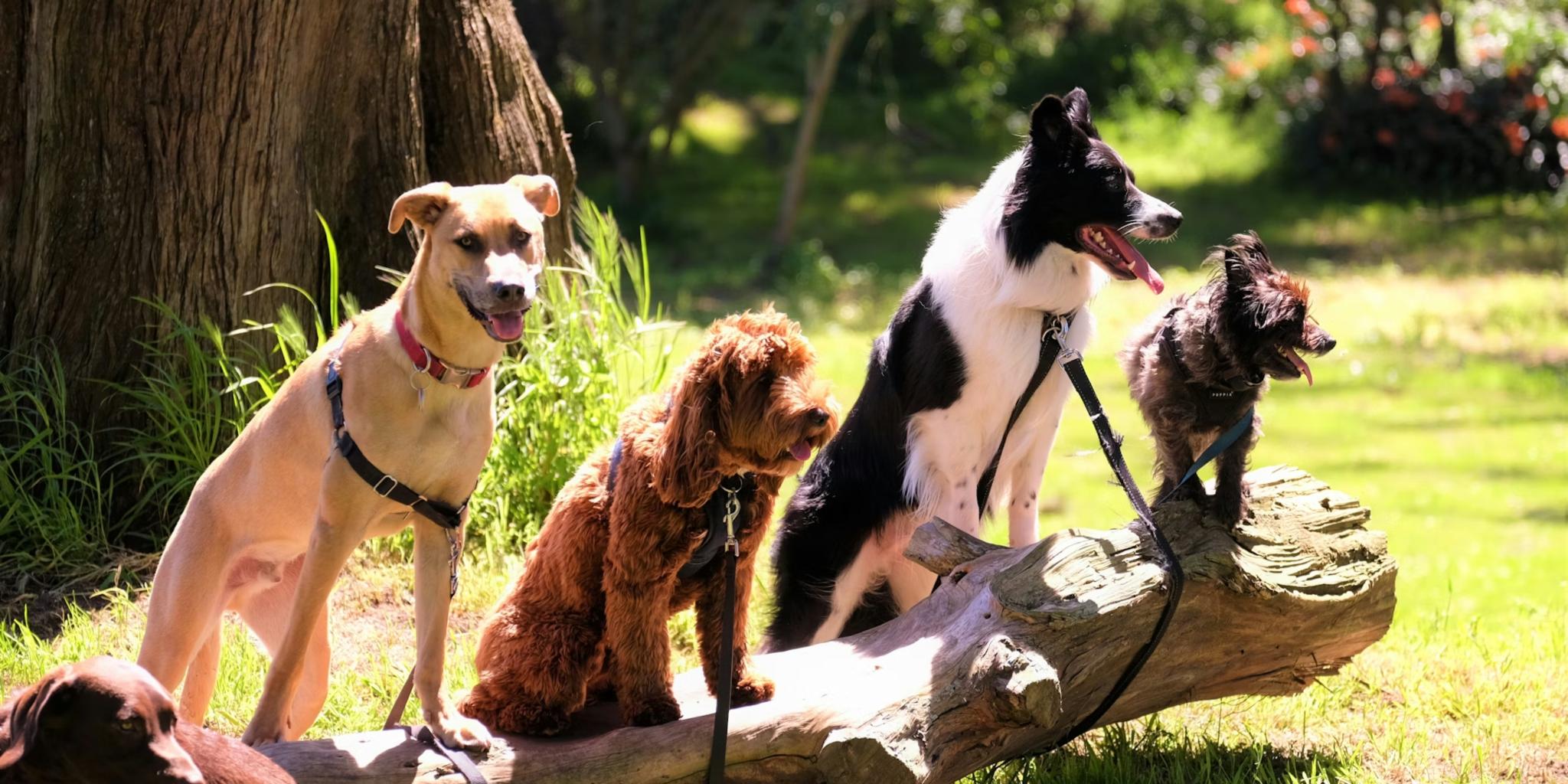 Más perros que menores de 10 años: radiografía de una ciudad pet friendly