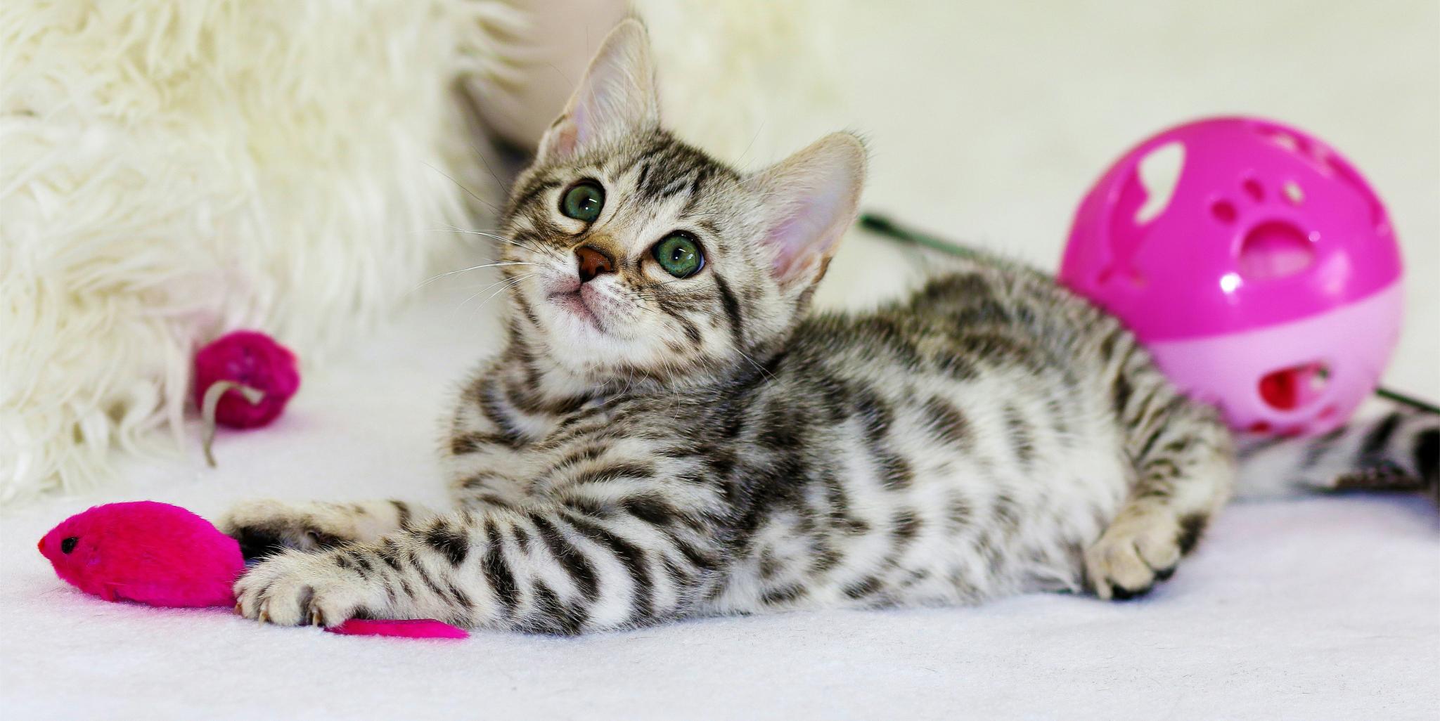 Los gatos empujan la transformación de la industria de alimentos y accesorios para mascotas