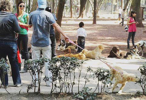 Vista en la colonia Condesa, Ciudad de México
