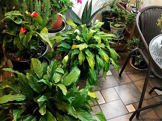 Balcón exterior con plantas y sillas