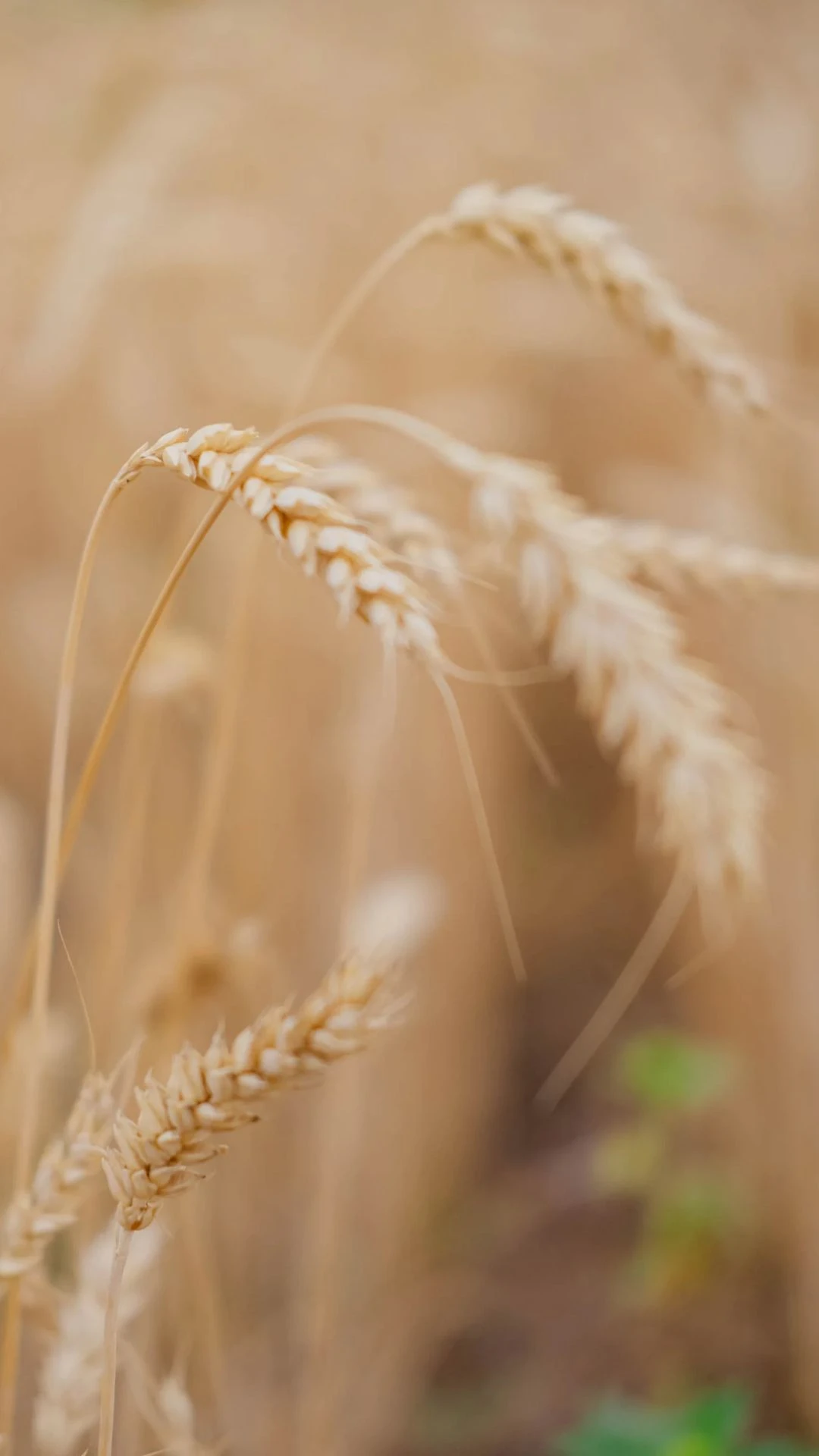 UkraineWheatFieldPhoneWallpaper.webp