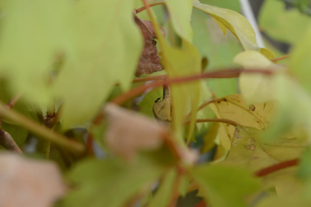 Crisálida parasitada