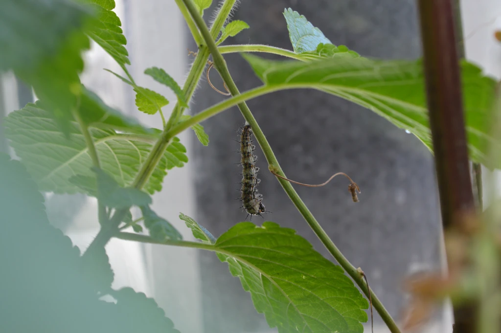 Oruga a punto de empupar