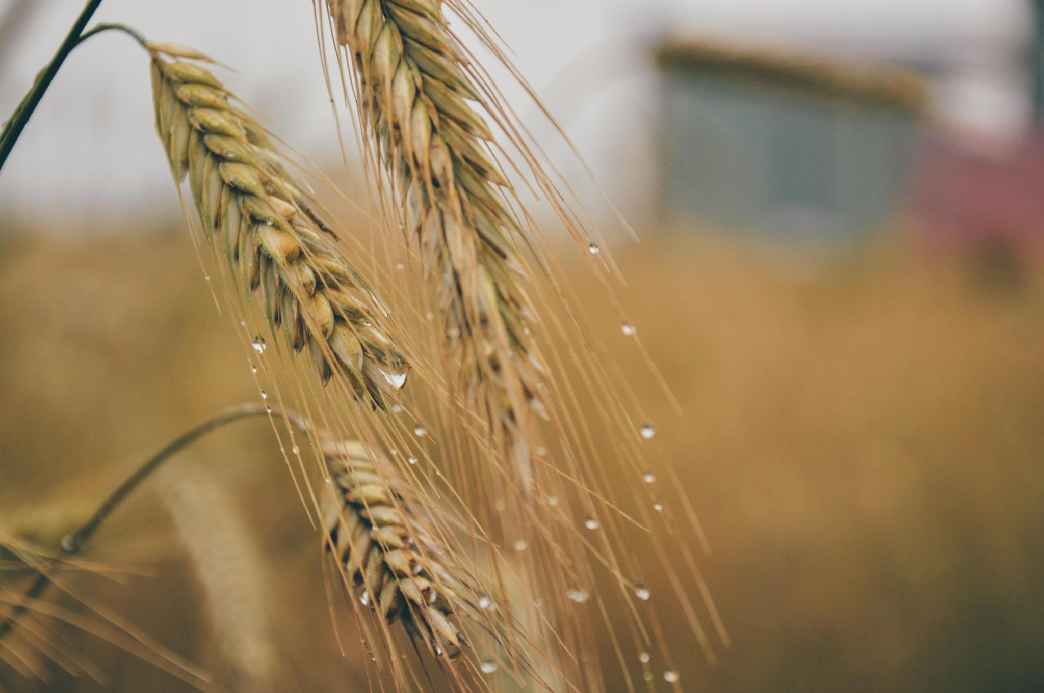 Seguros para el agro