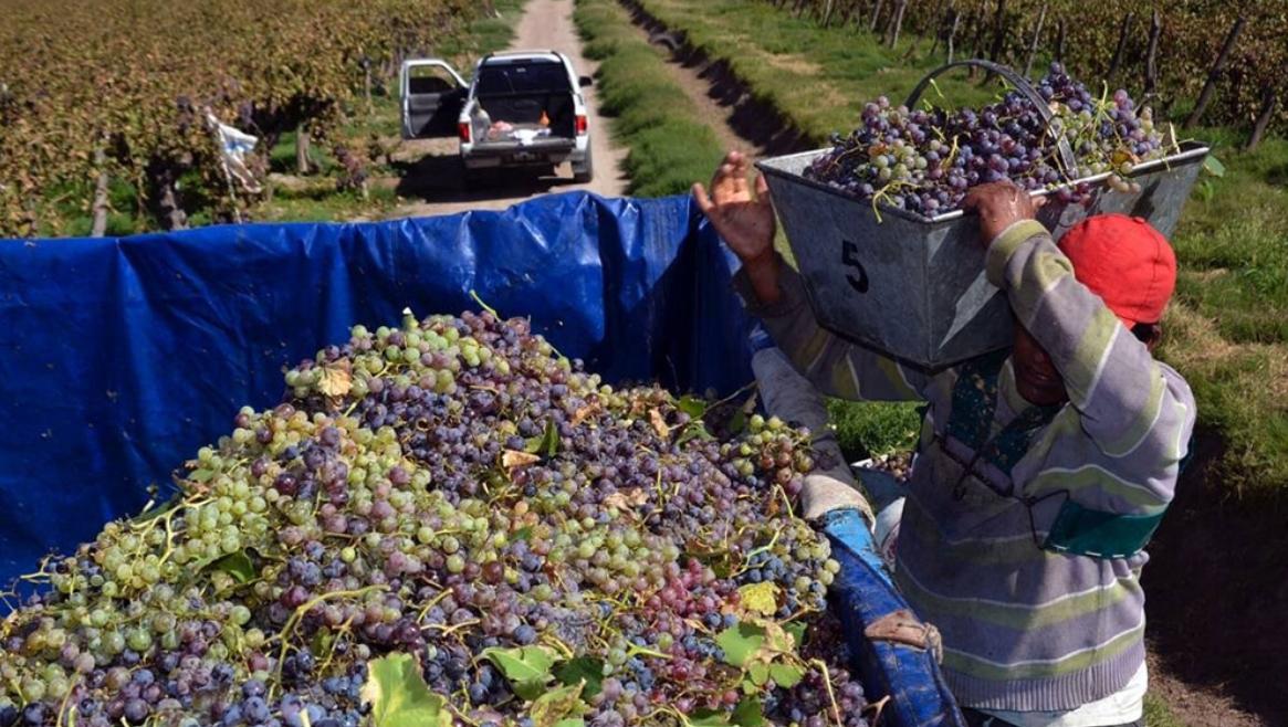 Impulso para la vitivinicultura: el Gobierno nacional transfirió $ 1.000 millones a Mendoza