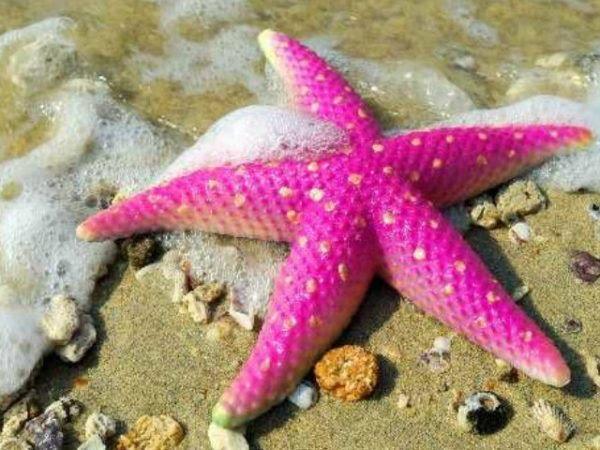 El anciano que recorría la playa...