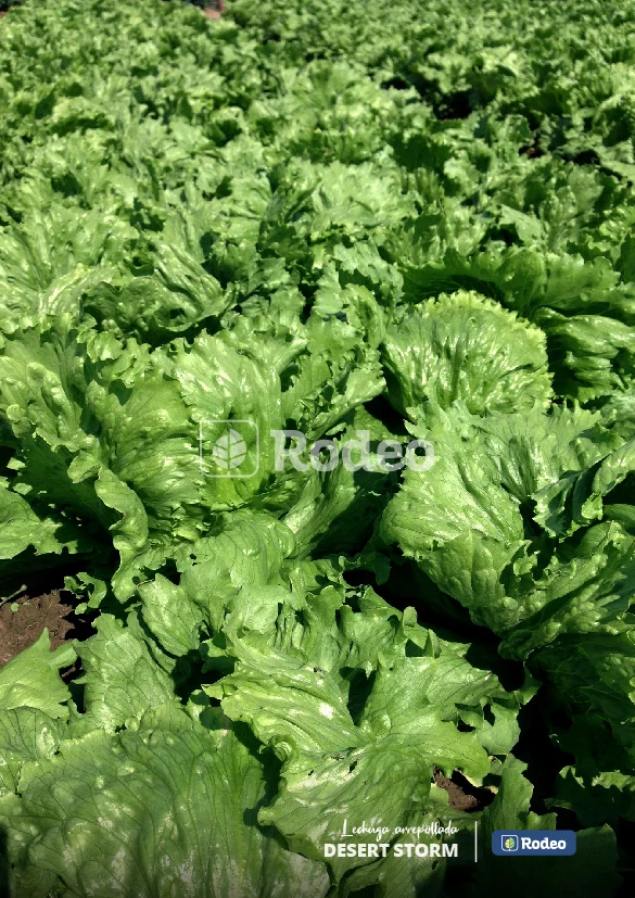 lechuga-col-de-napoles-x-100-gramos