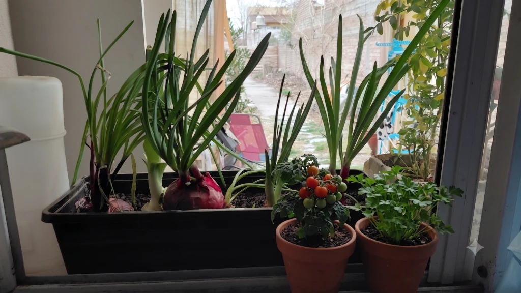 Tu Huerta y Cultivo según el Feng Shui