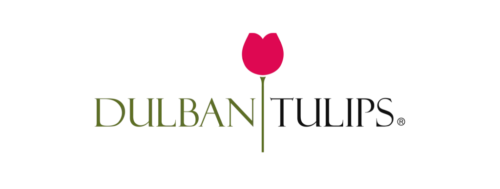 Dulban Tulips