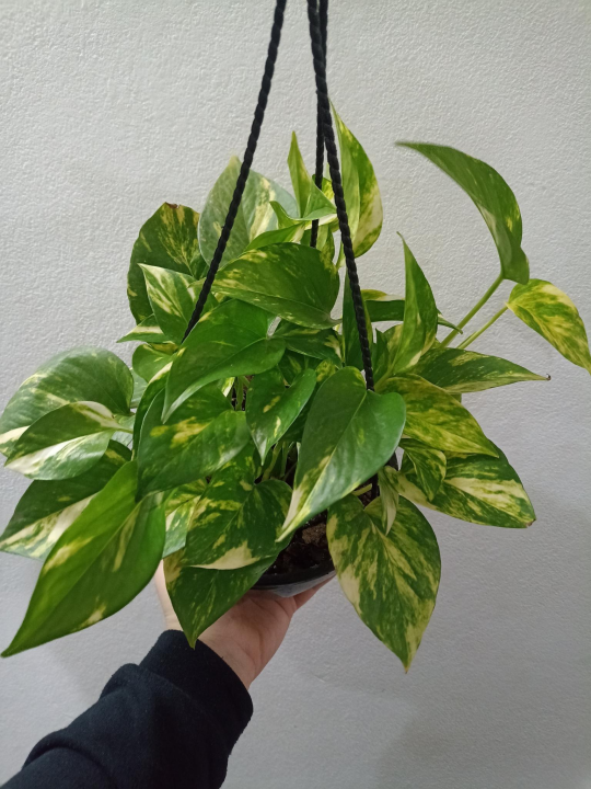 #