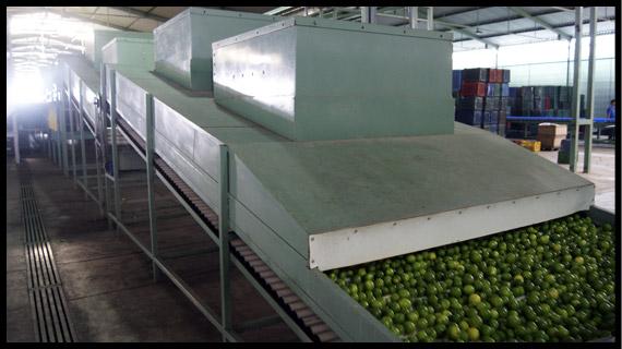 Cosecha de Limón